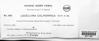 Locellina californica image